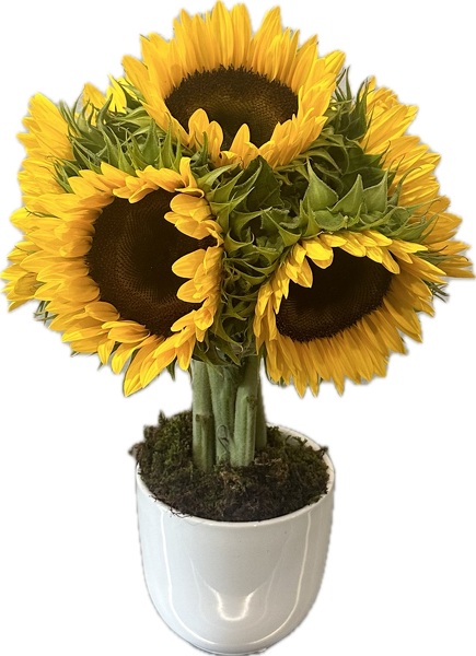 Rac's Sun is Shinning  from Racanello Florist in Stamford, CT