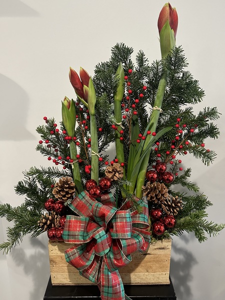 Amaryllis Holiday Double Crate from Racanello Florist in Stamford, CT