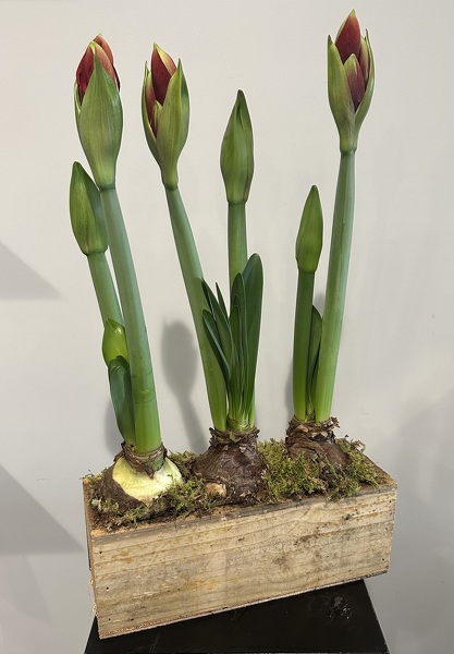 Amaryllis Triple Crate  from Racanello Florist in Stamford, CT