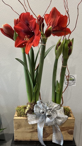 Double Amaryllis Bulb Crate 2 from Racanello Florist in Stamford, CT