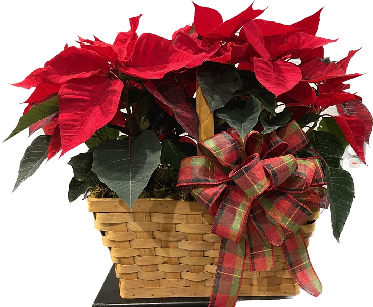 Rac's Poinsettia Basket from Racanello Florist in Stamford, CT