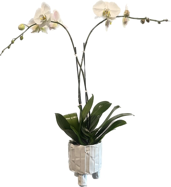 Double stem White Orchid  from Racanello Florist in Stamford, CT