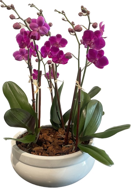Triple Mini Orchid  from Racanello Florist in Stamford, CT