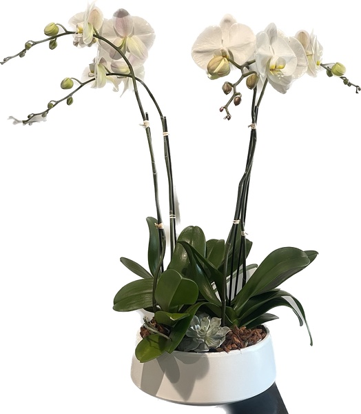 White Orchid Triple stem from Racanello Florist in Stamford, CT