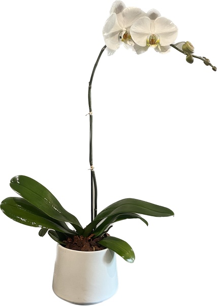 Single Stem Orchid  from Racanello Florist in Stamford, CT