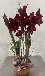 Rac's Double Amaryllis Pot Rac's Double Amaryllis Pot