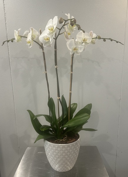 White Orchid Triple stem from Racanello Florist in Stamford, CT