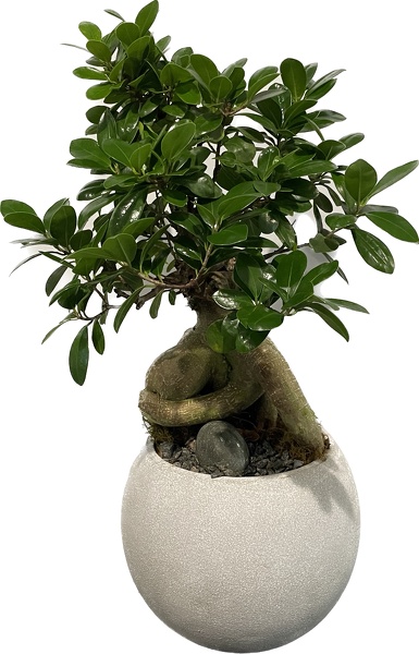Ginseng Ficus Bowl  from Racanello Florist in Stamford, CT