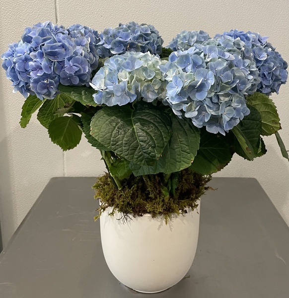 6In Blue Hydrangea from Racanello Florist in Stamford, CT