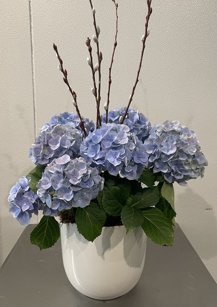 8In Blue Hydrangea  from Racanello Florist in Stamford, CT