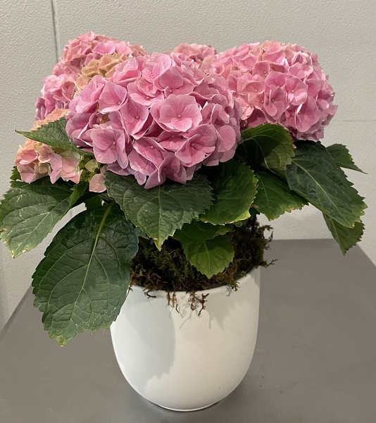 6In Pink Hydrangea  from Racanello Florist in Stamford, CT
