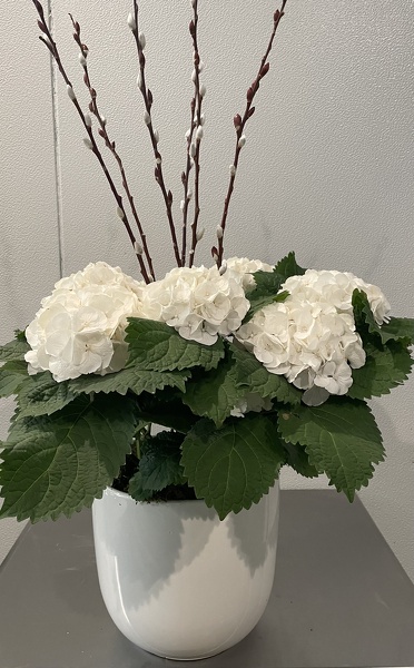 8In White Hydrangea  from Racanello Florist in Stamford, CT