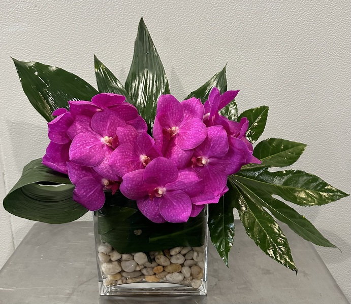 Mothers Day Vanda (pinks) from Racanello Florist in Stamford, CT