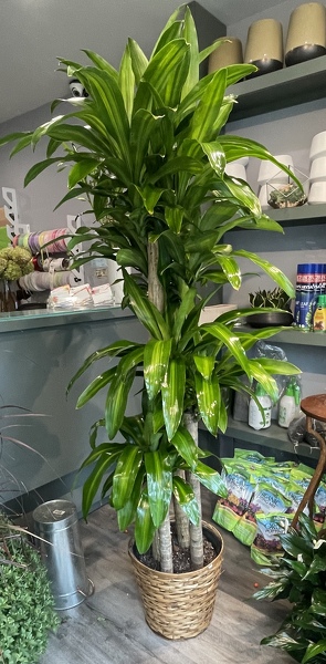 Rac's Tall Corn Plant from Racanello Florist in Stamford, CT