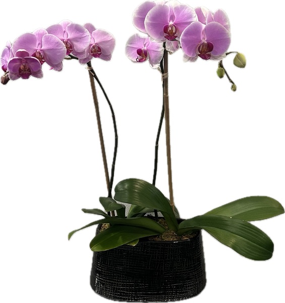Racs Double Pink Phal  from Racanello Florist in Stamford, CT