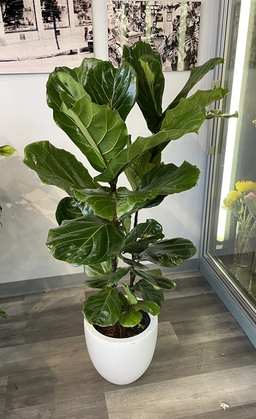 Rac's Ficus Lyrata from Racanello Florist in Stamford, CT