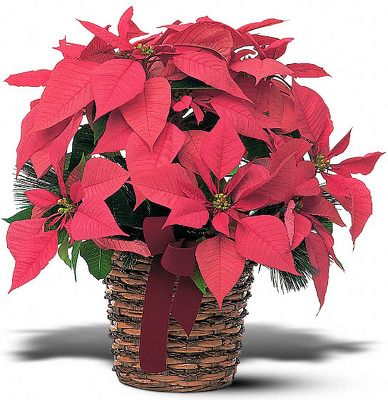 Poinsetta Basket from Racanello Florist in Stamford, CT