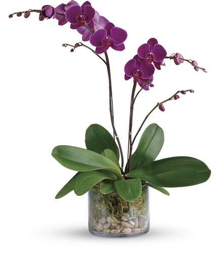 Orchid Double Purple from Racanello Florist in Stamford, CT