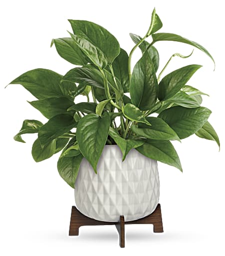 Lush Leaves Pothos Plant from Racanello Florist in Stamford, CT