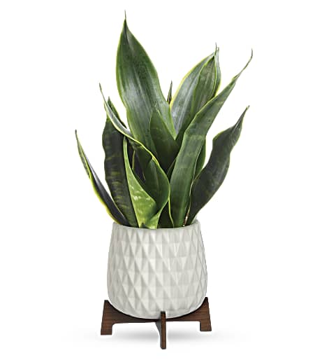 Growing Art Sansevieria Plant from Racanello Florist in Stamford, CT