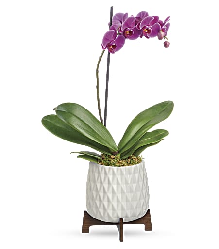 Architectural Orchid Plant from Racanello Florist in Stamford, CT