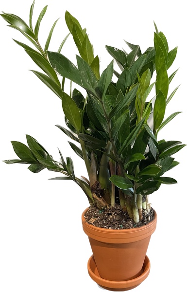 Traditional ZZ Plant  from Racanello Florist in Stamford, CT